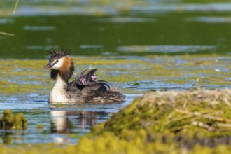 Great Crested Grebe with chicks on its back swimming in the water near a green embankment, Great