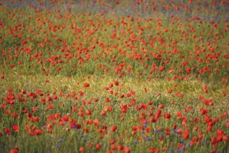 Picturesque beautiful poppies, June, Germany, Europe