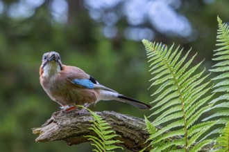 Eurasian jay, European jay (Garrulus glandarius, Corvus glandarius) perched on tree branch with