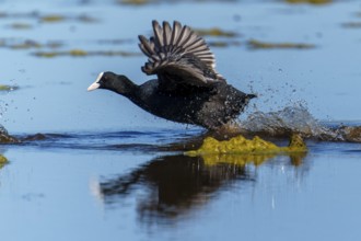 Eurasian Coot running through the water with spread wings, splashing water and blue sky are