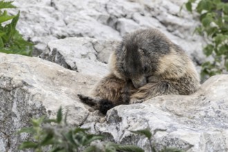 Marmot (Marmota marmota), Monte Baldo, Italy, Europe