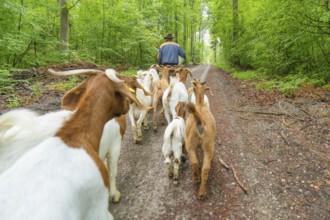 Herd of goats being led along the forest path by a man, Gechingen forest pasture, compensation