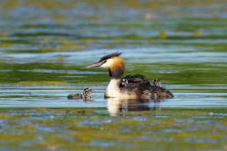 Great Crested Grebe with chicks next to each other in green water, Great Crested Grebe, (Podiceps