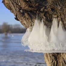 Natural flood level indicator... Bislicher Insel (winter flood 2020, 2021), ice rings on the trees