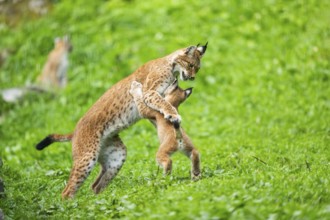 Eurasian lynx (Lynx lynx) youngster on a meadow, Bavaria, Germany, Europe