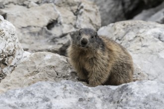 Marmot (Marmota marmota), Monte Baldo, Italy, Europe