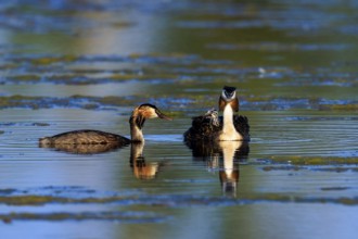 Great Crested Grebe, (Podiceps Scalloped ribbonfish), with chicks, wildlife, Germany, Europe