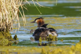 A bird with its chicks in the water, surrounded by reeds, in a natural environment, Great Crested