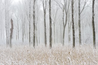 Onset of winter... Ilvericher Altrheinschlinge, Rheinkreis Neuss, snowy winter landscape in the