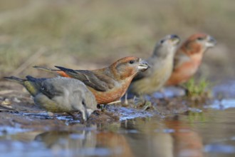 Small flock... Pine Crossbill (Loxia pytyopsittacus), Pine Crossbills, male and female sitting on