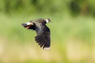 A bird flies in front of a blurred green background, lapwing (Vanellus vanellus), wildlife,