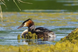 A bird swimming in the water, surrounded by reeds and algae, in a natural and calm environment,