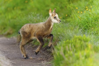 A young fawn on a path between lush, green meadows in spring, chamois, chamois, (Rupicapra