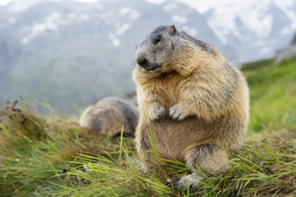 Alpine marmot (Marmota marmota) in autumn, Grossglockner, High Tauern National Park, Austria,