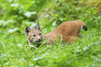 Eurasian lynx (Lynx lynx) youngster on a meadow, Bavaria, Germany, Europe