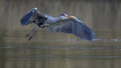 Grey heron (Ardea cinerea), adult heron in flight in front of reeds, Neckar valley,