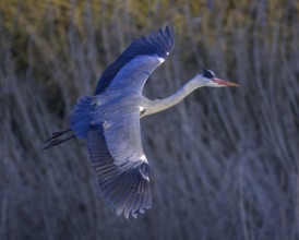 Grey heron (Ardea cinerea), in flight, evening light, grazing light, Neckar valley,