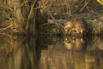 Naturalised... Muskrat * Ondatra zibethicus *, also called muskrat, invasive species in Germany,