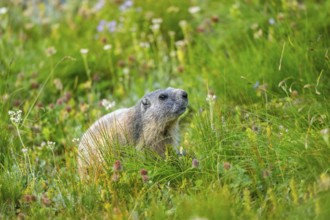 Alpine marmot (Marmota marmota) in autumn, Grossglockner, High Tauern National Park, Austria,
