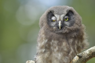 Great horned owl (Aegolius funereus), has one eye closed, young bird, animal portrait, North