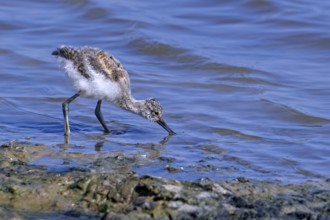 Pied avocet (Recurvirostra avosetta) chick foraging in shallow water of pond in spring