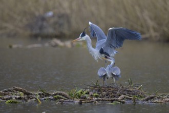 Grey heron (Ardea cinerea), copula, nest on floating roots of water lily in front of reeds, Neckar