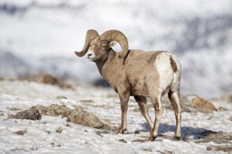 Wild sheep, wild sheep... Bighorn sheep (Ovis canadensis), male animal, ram with the massive,