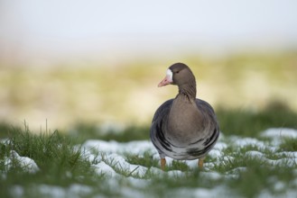 Wild goose... White-fronted goose (Anser albifrons) adult bird on a snow-covered meadow on the