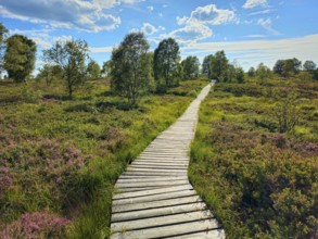 Wooden path winds through a heath, wooded landscape under a blue sky, summer, High Fens, Eifel