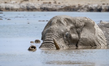 African elephant (Loxodonta africana), adult, swimming in a waterhole, animal portrait, Nxai Pan