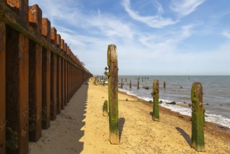 Steel sheet piling sea wall old broken wooden groynes coastal defences, Bawdsey, Suffolk, England,