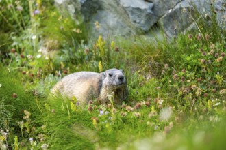 Alpine marmot (Marmota marmota) in autumn, Grossglockner, High Tauern National Park, Austria,