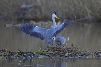 Grey heron (Ardea cinerea), breeding pair building a nest on the floating roots of the water lily,