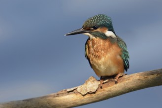 Kingfisher (Alcedo atthis) with wet plumage, has just returned from an unsuccessful dive to its