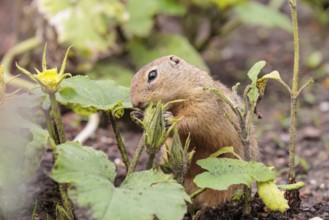 A European ground squirrel (Spermophilus citellus) or European souslik stands in an agricultural
