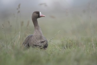 Typical... White-fronted goose (Anser albifrons), attentive wild goose, wild goose watches its