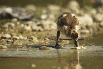 Egyptian goose (Alopochen aegyptiaca) young bird eating fish waste in a gravel pit, Allgäu,