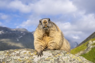 Alpine marmot (Marmota marmota) in autumn, Grossglockner, High Tauern National Park, Austria,