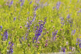 Purple flowers on a green meadow under a blue sky, Gechingen, Hecken und Gäu region, Calw district,