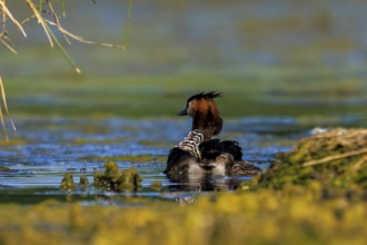 A great crested grebe with its chicks in the water, surroundings characterised by tranquillity and
