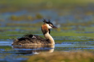 Close-up of a great crested grebe on a lake, surrounded by aquatic plants, Great crested grebe,