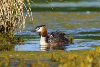 Great Crested Grebe with chicks on its back next to plants, Great Crested Grebe, (Podiceps