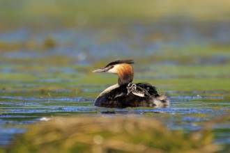 A single great crested grebe gliding gently over the water in a natural environment, Great crested