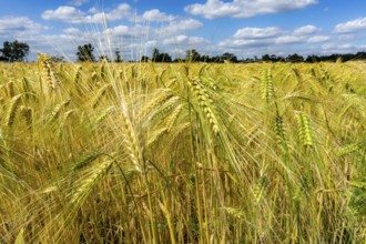 Grain field, in front of harvest, barley, near Bottrop-Kirchhellen, North Rhine-Westphalia,