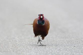 Straight ahead, along the road... Hunting pheasant (Phasianus colchicus), male pheasant, pheasant
