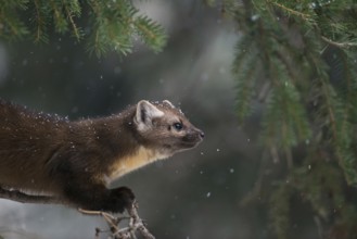 Detailed portrait... American pine marten (Martes americana), spruce marten in winter during