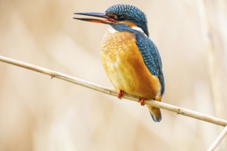 Kingfisher (Alcedo atthis) Germany