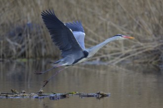 Grey heron (Ardea cinerea), in flight taking off from floating water lily roots, heron breeding in