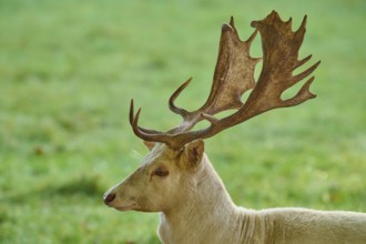 Albino fallow deer (Dama dama), white with extensive antlers, on a green meadow, Germany, Europe