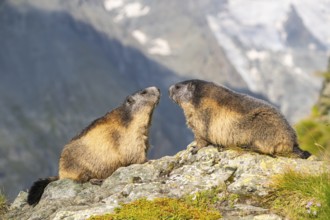 Alpine marmot (Marmota marmota) in autumn, Grossglockner, High Tauern National Park, Austria,